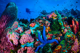 "Coral Fantasia"
