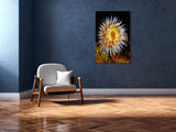 "Tealia Anemone"