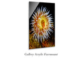 "Tealia Anemone"