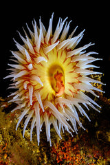 "Tealia Anemone"