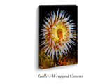 "Tealia Anemone"