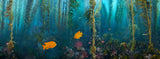"Kelp Forest Damsels"  18x48 Exhibition Print Gloss