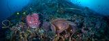 "Otherness" 18X48 Exhibition Print Gloss
