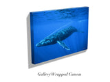 "Humpback Whale"