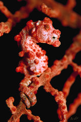 "Pygmy Seahorse"