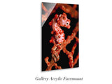 "Pygmy Seahorse"