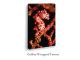 "Pygmy Seahorse"