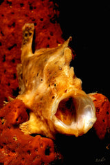 "Longlure Frogfish"
