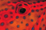 "Coral Grouper Eye"