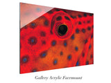"Coral Grouper Eye"