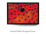 "Coral Grouper Eye"