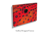 "Coral Grouper Eye"