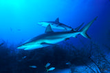 "Caribbean Reef Sharks"
