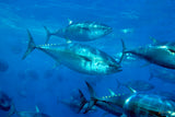 "Yellowfin School"