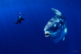 "Mola Mola"