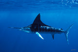 "Striped Marlin"