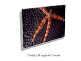 "Sea Star Coral"