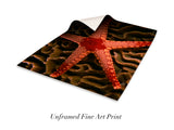 "Sea Star on Hard Coral"