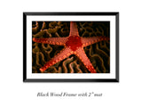 "Sea Star on Hard Coral"