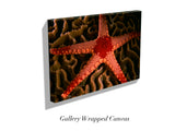 "Sea Star on Hard Coral"