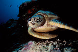 "Green Turtle"