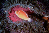"Anemone Fish"