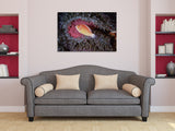 "Anemone Fish"