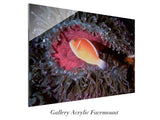 "Anemone Fish"