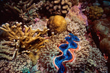 "Tridacna Clam"