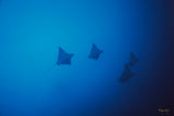 "Eagle Rays"