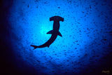 "Hammerhead Shark"