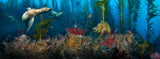 "San Clemente Sea Lions" 18X48 Limited Edition  **SOLD**
