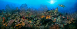 "Sea Fan Forest" 18X48 Exhibition Print Satin