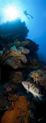 "Tiger Wall" 18x48 Exhibition Print