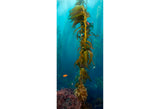 "Tree of Life" 38X90 Exhibition Print Gloss