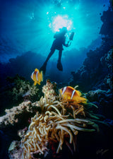 "Clownfish and Diver"
