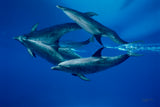 "Dolphin Reflections"
