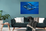 "Dolphin Reflections"