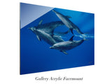 "Dolphin Reflections"