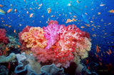 “Coral Reef Explosion"