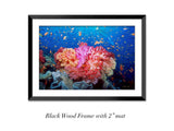 “Coral Reef Explosion"