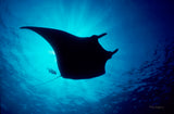 "Manta Ray in Sunburst"