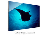 "Manta Ray in Sunburst"