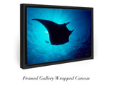 "Manta Ray in Sunburst"