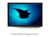 "Manta Ray in Sunburst"