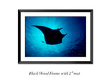 "Manta Ray in Sunburst"