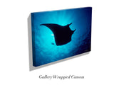 "Manta Ray in Sunburst"