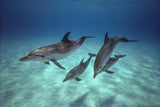 "Pod of Atlantic Spotted Dolphins"