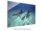 "Pod of Atlantic Spotted Dolphins"