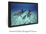 "Pod of Atlantic Spotted Dolphins"